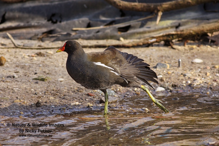 WildLife Photos of Birds, Rails & Crakes, Common Moorhen, Gallinula chloropus